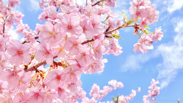 春の訪れ🌸